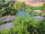 Blumen aus unserem Garten