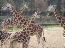 ZOO Prag
