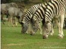 ZOO Prag